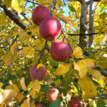 설악산 백담마을에서 생산한 맛있는 부사 5kg : 설악산 백담골사과농원