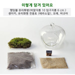 이끼 테라리움 만들기 원예 치료 취미 diy 키트 : 잎새몰