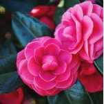 [더위치] 카멜리아  F.O 향 1L : 더위치