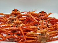 국산 제철 박달홍게 대게 울진 자숙 홍게 4kg 당일조업 : 후포수산특별시