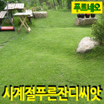 푸르네오 사계절 푸른잔디씨앗 (정원용/마사토 은색용) 잔디밭 잔디씨 : 캠프롱