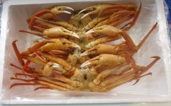 죽도 일등수산 국내산 살수율 좋은 대게 수율 95%이상 선별 1kg : 죽도일등수산