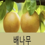 복숭아묘목판매 : 히즈프렌즈