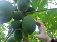 전남나주 / 국산 그린파파야 2kg 2~5과 / 쏨땀 말라꺼 / 파파야 : 나스푸르트-전남나주