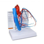 미국 GPI 관상동맥모형 (심장) (G2575) : 메디프라자