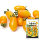 대추 토마토 씨앗 주황 오렌지 토마토 씨 종자 : 근소텃밭