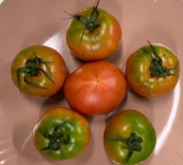 녹색 짭짤한 부산 대저동 짭짤이 대저 토마토 2.5kg : 슈퍼맨농산물