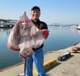 국내산 홍어 500g / 1Kg 홍어무침 삭힌 회 흑산 목포영호수산 산지직송 : 참맛나눔