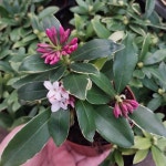 천리향 서향나무 소품 꽃나무 향기나는 식물 : 숯이랑 돌이랑