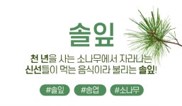 노폐물배출 솔잎차 효능 국산 송엽차 500g : 라이프 by 힐링스타일
