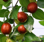 대추나무 묘목 슈퍼왕대추 접목1년 특묘 : 대성농원