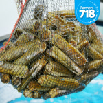 제철 대맛조개 10마리 / 가리 맛조개 1kg 홍맛조개 캠핑 조개구이 : 파머스 718