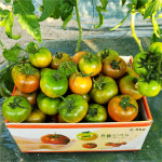 대저 토마토 2.5kg 부산 대저토마토 : 햇살담은 농원