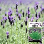허브-라벤더 100립 로체 프렌치 씨앗 종자 : 한양농업마트