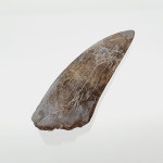 [MB51] 다스플레토사우루스 육식공룡 이빨화석 4.4cm / 티라노사우루스 이색수집품 공룡화석 티렉스 공룡 화석표본 이빨화석 / 루페우스... 