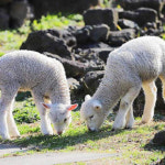 [바로 발권] 제주 양떼목장 : 뜨거운청춘