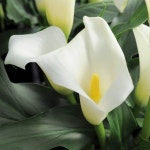 [더위치] 퓨어 릴리 F.O 향 1L : 더위치