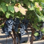 껍질 씨까지 통째로 포도 착즙 주스 임산부 영천 머루포도즙 : 리피스페이스