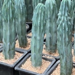 선인장 용심목철화 철화선인장 : 분당장