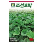 조선호박 씨앗 30립 호박잎 수확 전용 종자 다농 : 농사마트