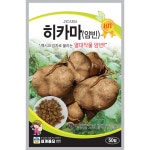 히카마씨앗 얌빈종자 50립 세계 : 삼대씨앗