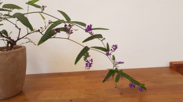 호주싸리 보라 : 식물과 공간