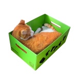 차즈마켓 고양이 박스 스크래쳐 숨숨집 푸르르 그르르 purrr grrrr : 차즈마켓