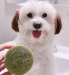 울지마마이펫 천연퇴치비누 100g 진드기관리 강아지 고양이 목욕 샴푸 아토피 트러블케어 : 울지마마이펫