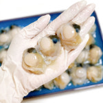 홍가리비 수압으로 깐 순살가리비 비단 조개구이 경남 고성 : 콧털삼촌