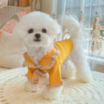 프릴 리본 나들이 소형견 중형견 대형견 강아지 니트 (2color) : 멍뭉이상점