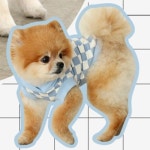 [도그포즈] 체스 데일리 후디 (블루) : 프라임펫