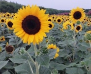 꽃 - 왜성해바라기 키작은 일년생 씨앗 종자 50립 : 한양농업마트