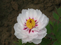 월궁촉각 - 3년생 목단(모란) 포트묘 ( 겹꽃목단 / 개화주 / 모란 / 묘목 ) : 다원나무팜