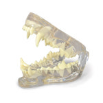 미국 동물모형 개 치아모형 반려견 턱관절과 정상치아표현 G9196 : 위너메디칼