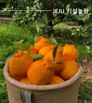 제주기성농장 한라봉 3kg, 5kg, 선물포장, 벌크포장 제주기성농장 : 제주기성농장