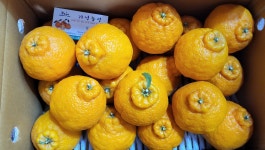 제주기성농장 한라봉 5kg, 10kg  벌크 포장 : 제주기성농장