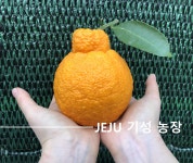 제주기성농장 한라봉10kg 선물포장 벌크포장 : 제주기성농장