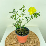 겹영춘화 소품 노란꽃 : 내뜰에