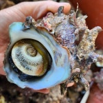 자연산 뿔소라 1 kg 자연산 뿔소라회 캠핑소라 참소라 거제도 손질 활 소라 오만둥이 : 거제 삼선바다