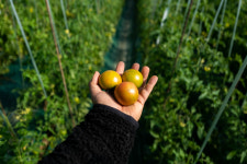 [생산자 직접판매] 짭짤이 대저토마토 대성농장 : 대성농장 대저토마토