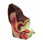 미국 동물모형 개 귀모형 반려견 정상,감염귀표현 G9200 : 위너메디칼