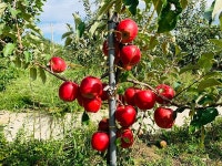 아리수사과 소백산사과 영주사과 풍기사과 못난이사과 아리수 여름사과 : 풍기밤실농장