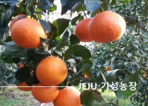 제주기성농장 천혜향 5kg 10kg 선물포장, 벌크포장 : 제주기성농장