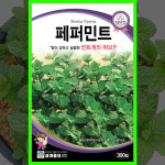 허브씨앗 페퍼민트 식용허브 씨 꽃씨 종자 200립 허브키우기 : 모두의가든
