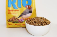 앵무새 먹이 리오 데일리 핀치 새모이 1kg 사료 모이 용품 새먹이 새사료 새모이 : 앵무새 용품 앵퐁