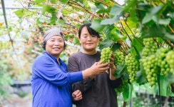 2024년 달콤 과즙팡팡 햇포도 굿뜨래푸드 영재농장 샤인머스켓 4kg : 영재농장