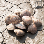 훈훈수산 백합 백상합 조개 백생합 제철 탕,찜,구이용 : 훈훈수산