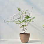 미리내가든 보라싸리 흰싸리 반려식물 축하화분 : 미리내가든