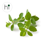 오레가노 허브 생잎 10g : 허브아이 herbi