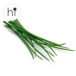 차이브 허브 생잎 10g : 허브아이 herbi